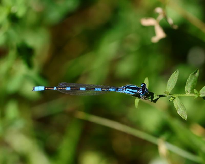 Photo of Tule Bluet