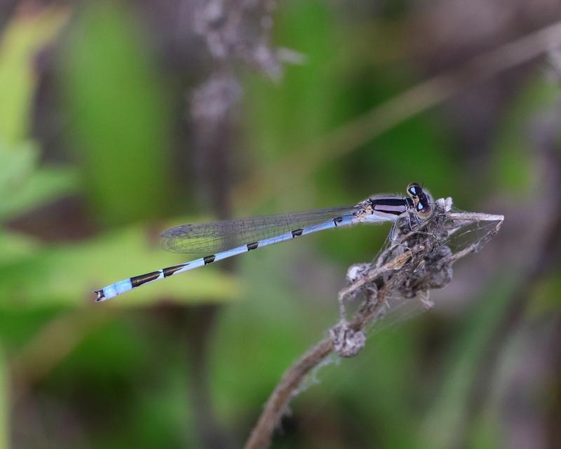 Photo of Familiar Bluet