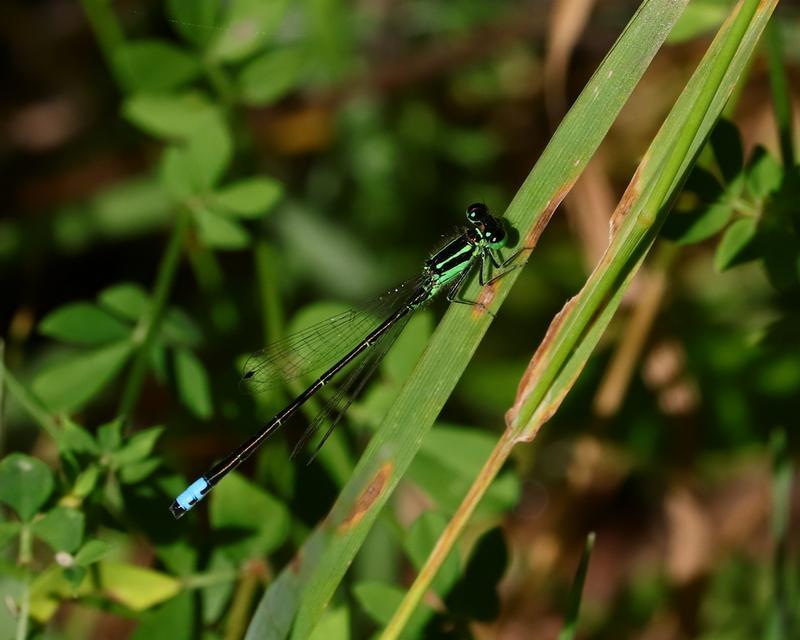 Photo of Eastern Forktail