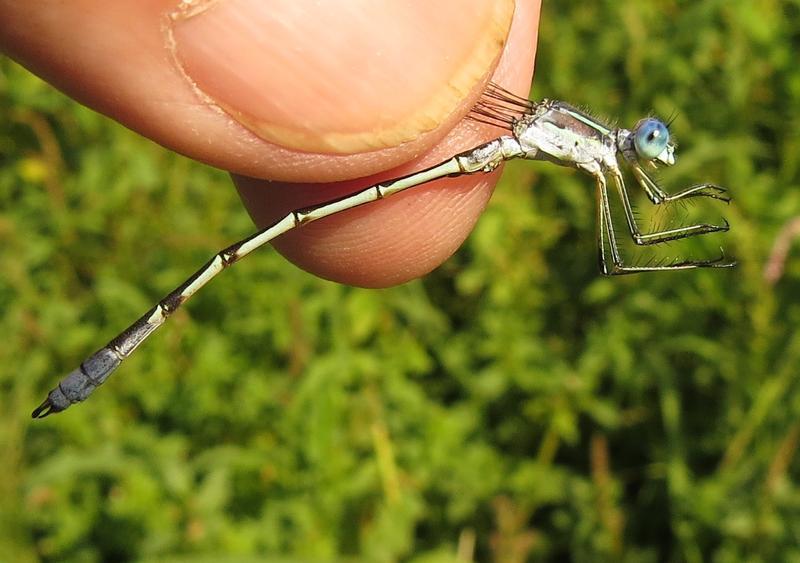 Photo of Lyre-tipped Spreadwing