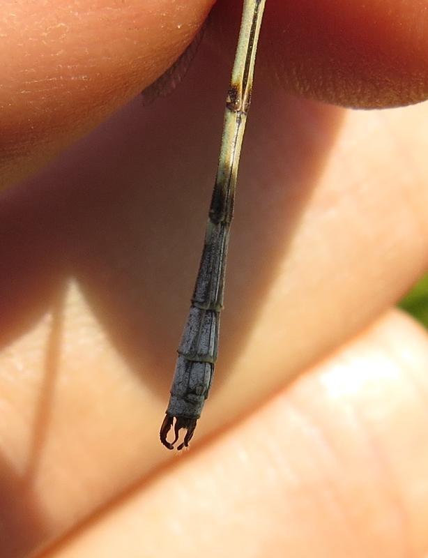 Photo of Lyre-tipped Spreadwing