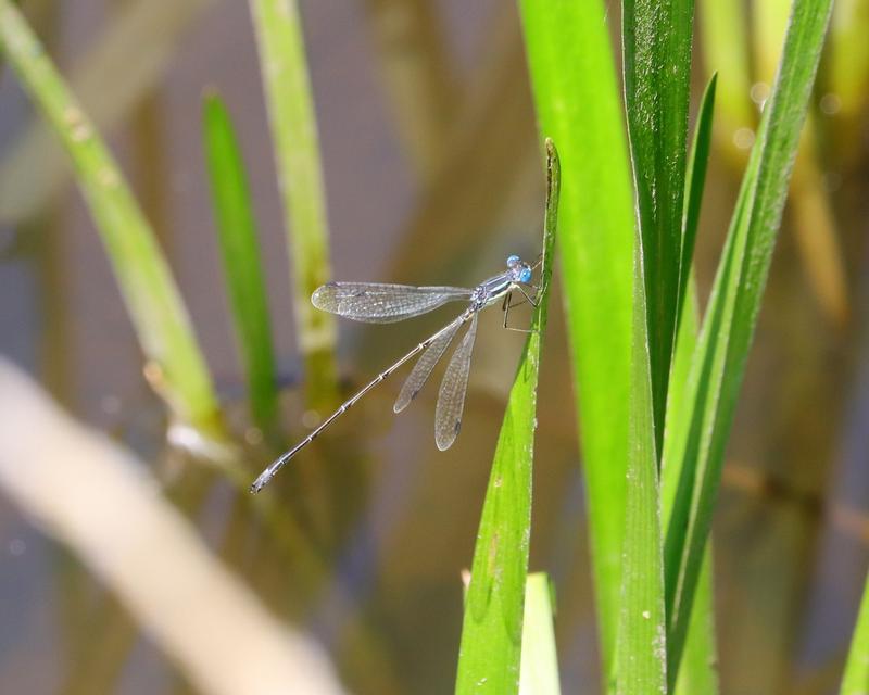 Photo of Slender Spreadwing