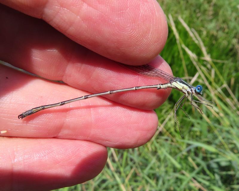 Photo of Slender Spreadwing