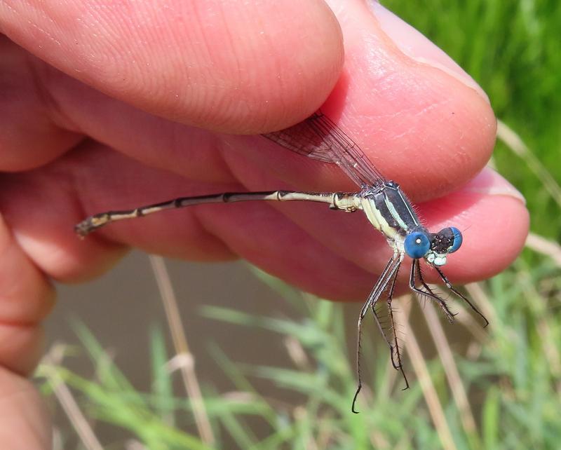 Photo of Slender Spreadwing