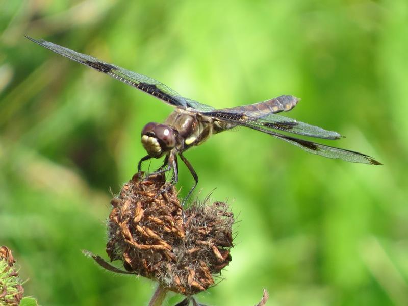 Photo of Twelve-spotted Skimmer