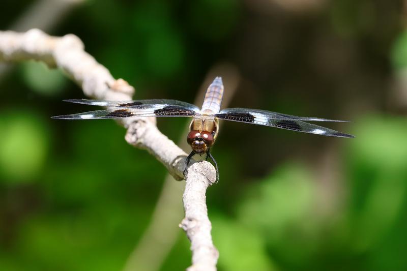 Photo of Twelve-spotted Skimmer