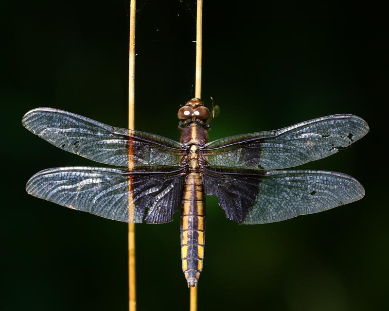 Photo of Widow Skimmer