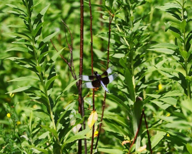 Photo of Widow Skimmer