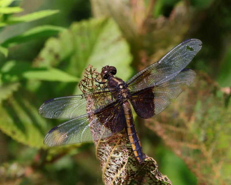 Photo of Widow Skimmer
