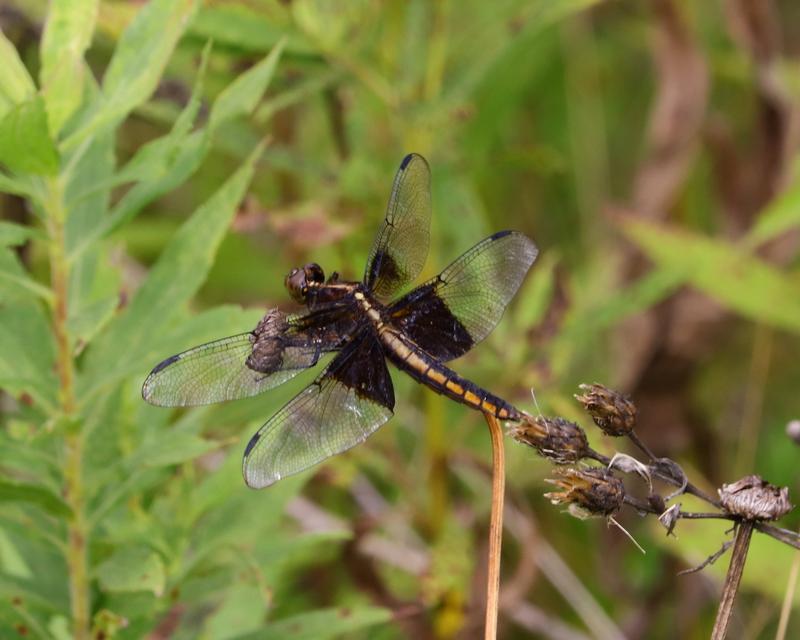 Photo of Widow Skimmer