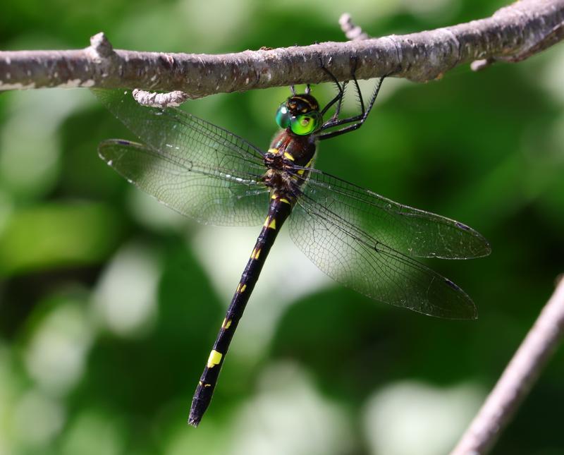 Photo of Swift River Cruiser (Illinois River Cruiser ssp.)