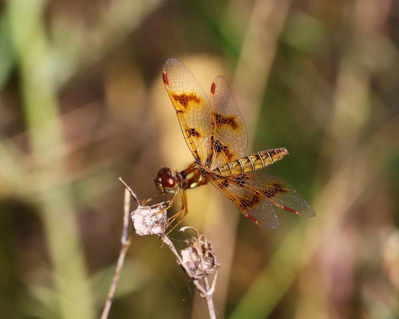 Photo of Eastern Amberwing
