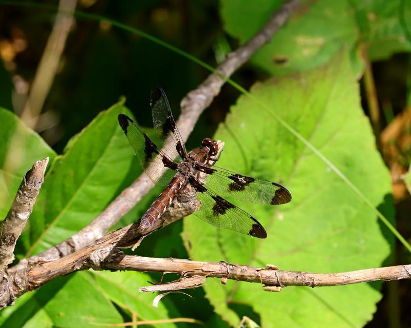 Photo of Common Whitetail