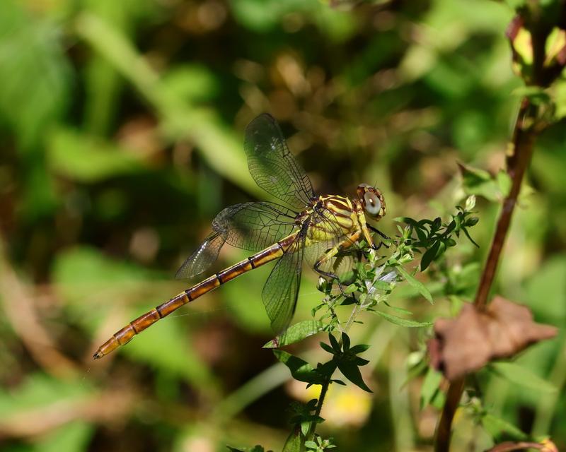 Photo of Russet-tipped Clubtail