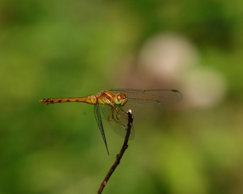 Photo of Autumn Meadowhawk