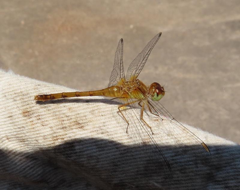 Photo of Autumn Meadowhawk