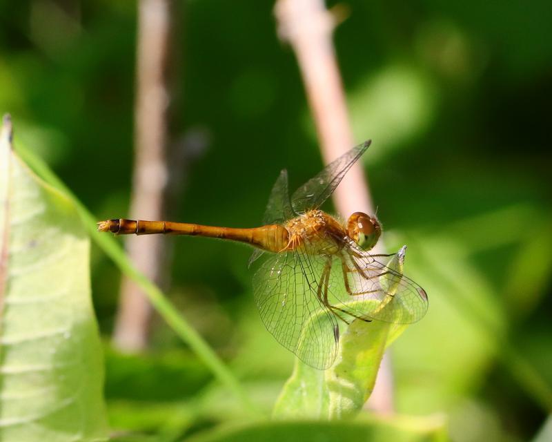 Photo of Autumn Meadowhawk