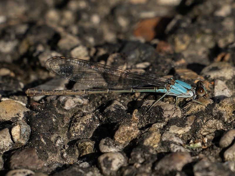 Photo of Blue-fronted Dancer