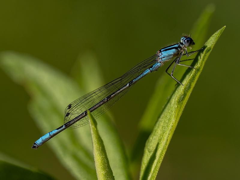 Photo of Azure Bluet