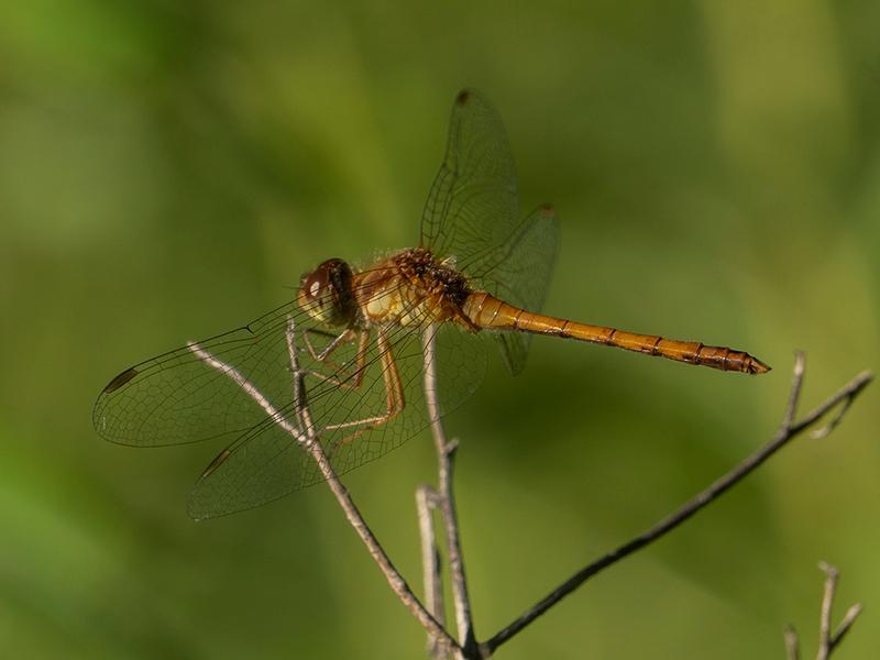 Photo of Autumn Meadowhawk