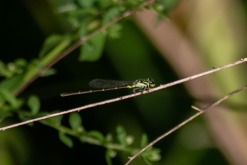 Photo of Fragile Forktail