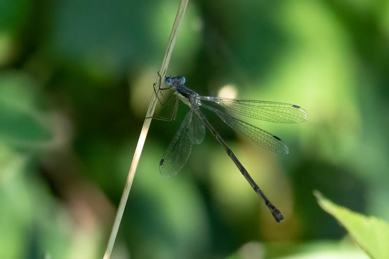 Photo of Slender Spreadwing