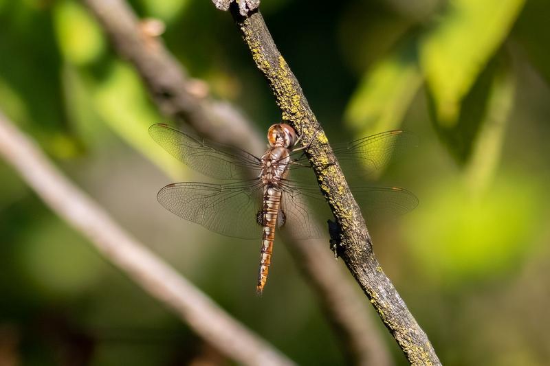 Photo of Spot-winged Glider