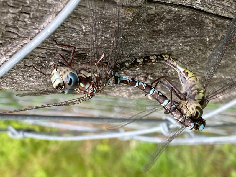 Photo of Mottled Darner