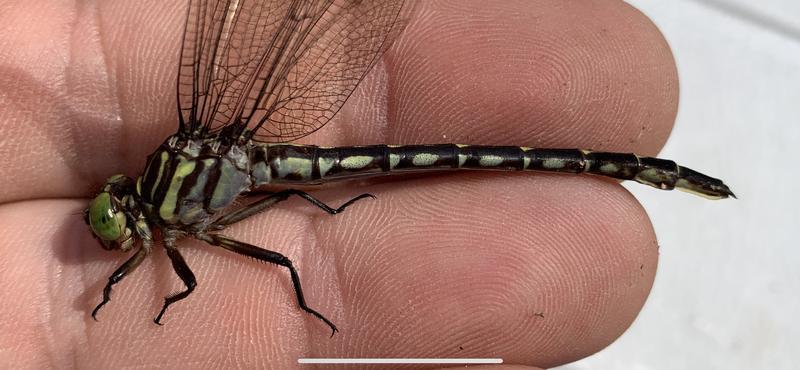 Photo of Arrow Clubtail