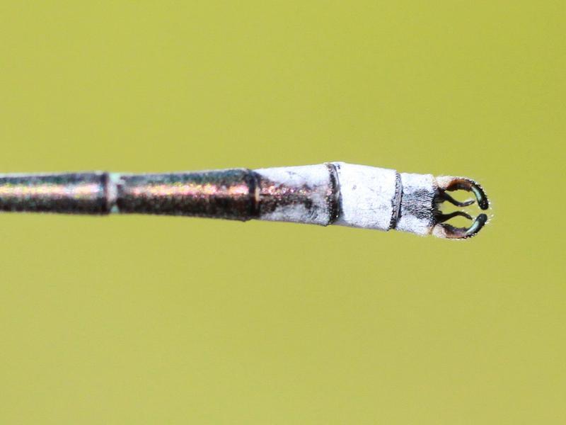 Photo of Lyre-tipped Spreadwing