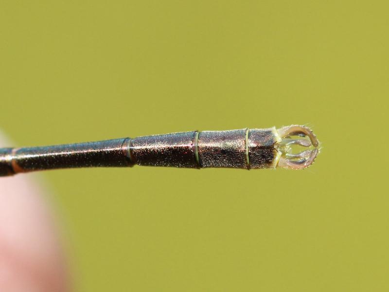 Photo of Southern Spreadwing