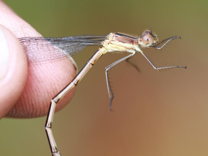 Photo of Southern Spreadwing