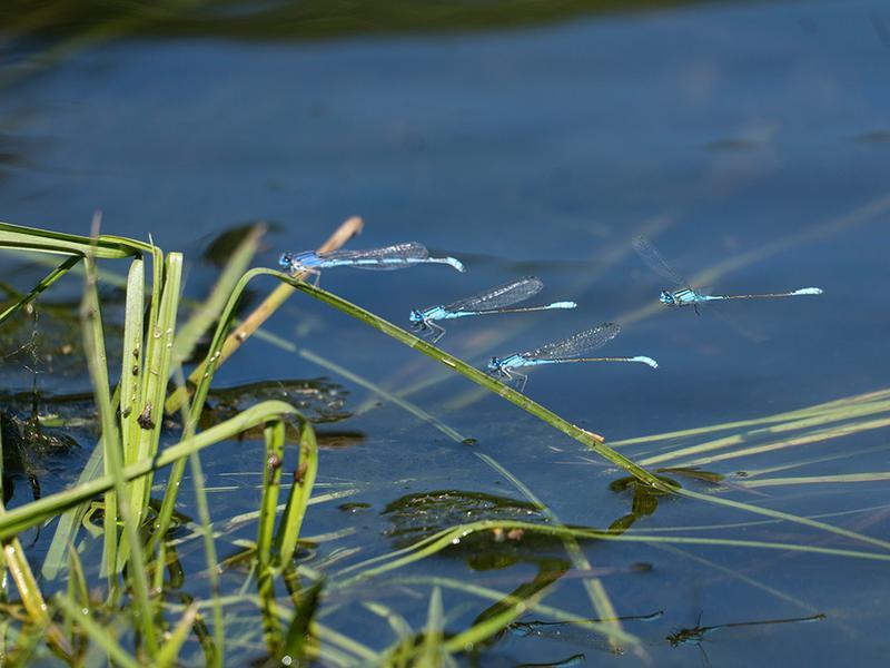 Photo of Azure Bluet