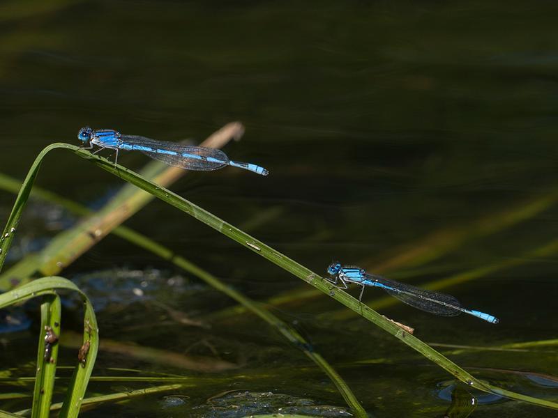 Photo of Familiar Bluet