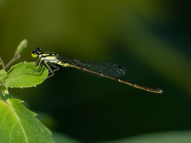 Photo of Fragile Forktail