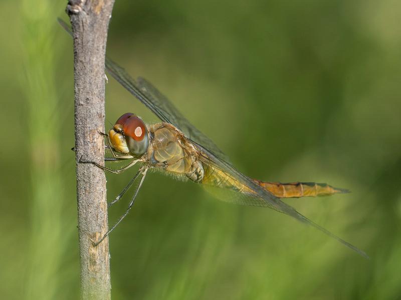 Photo of Wandering Glider