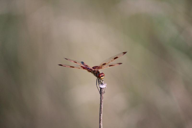 Photo of Calico Pennant