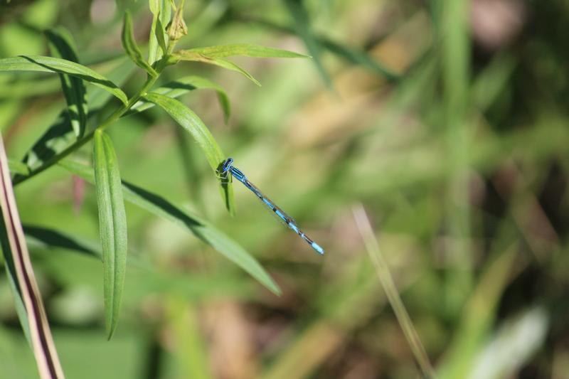 Photo of Double-striped Bluet