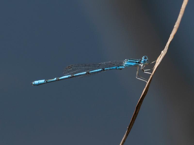 Photo of Double-striped Bluet