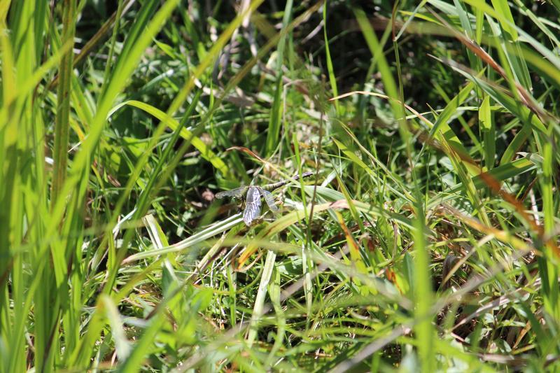 Photo of Eastern Pondhawk