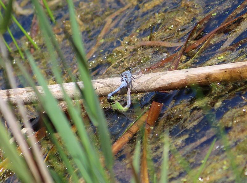 Photo of Eastern Pondhawk