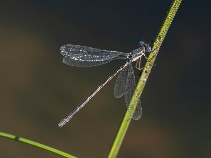 Photo of Slender Spreadwing