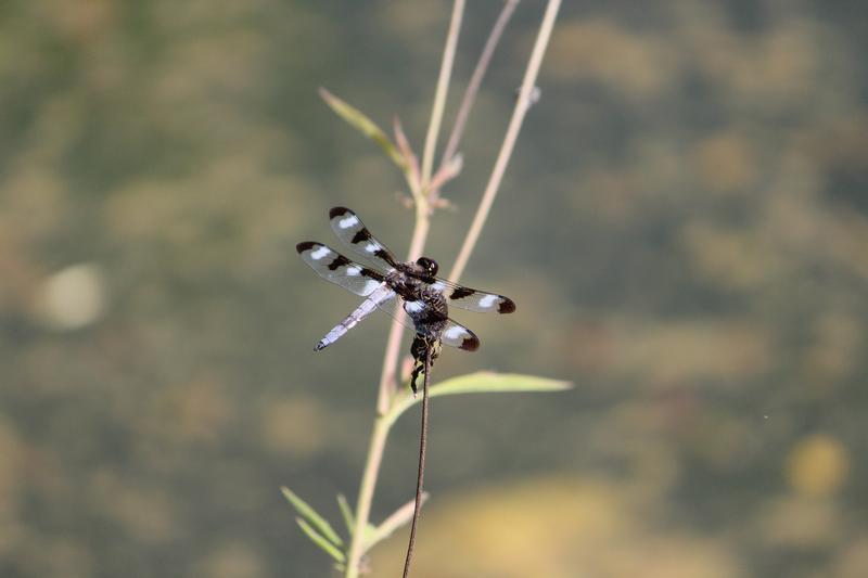 Photo of Twelve-spotted Skimmer