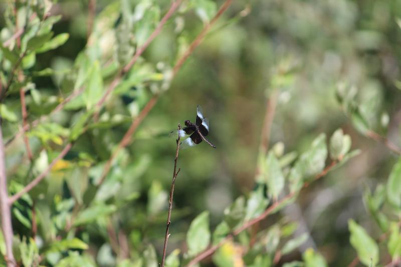 Photo of Widow Skimmer