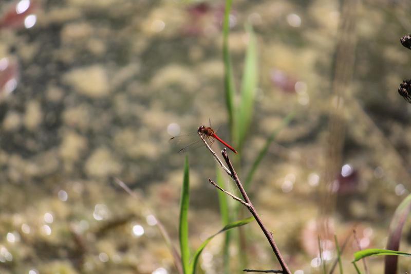 Photo of Autumn Meadowhawk