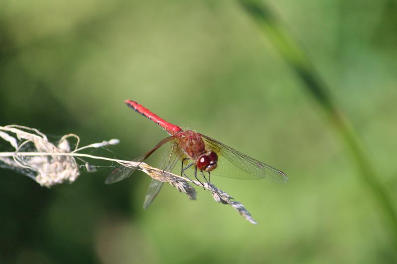 Photo of Band-winged Meadowhawk