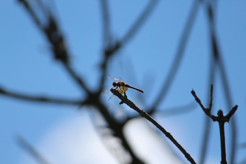 Photo of Band-winged Meadowhawk