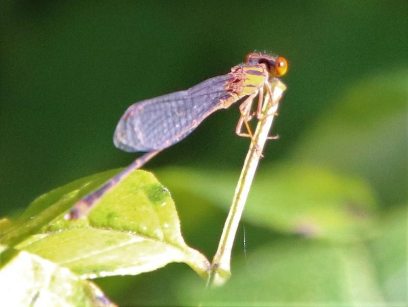 Photo of Orange Bluet