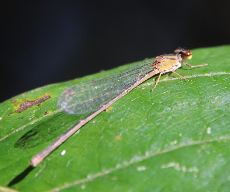 Photo of Orange Bluet