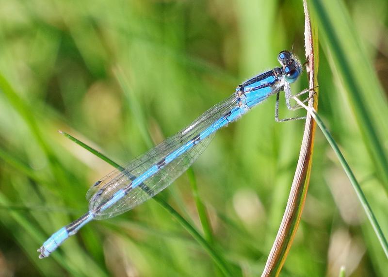 Photo of Familiar Bluet